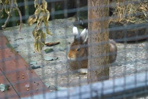 Image of a red rabbit in a cage 스톡 사진