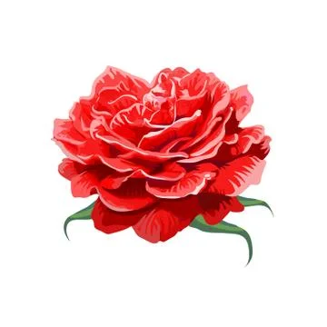 Image of red rose isolated on white background Stock Illustration