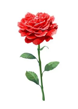 Image of red rose on stem isolated on white background Stock Illustration