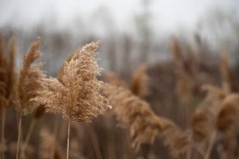 Image from a reed or cane Stock Photos