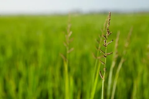 Image of rice paddy close up Stock-Fotos