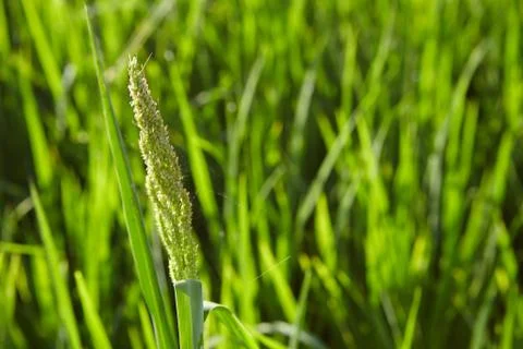 Image of rice paddy close up Stock Photos