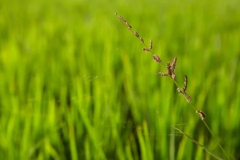 Image of rice paddy close up Stock-Fotos