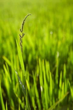 Image of rice paddy close up Foto stock