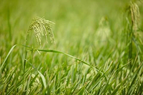 Image of rice paddy close up Stock-Fotos