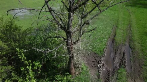 Image rising to the top of the dry tree Stock-Footage 156417836