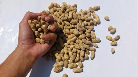 Image of roasted peanuts in shells with a dry and crunchy texture Stock Photos