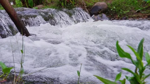 Image of rocky rapids in the foreground of green leaves Stock Footage 340796774