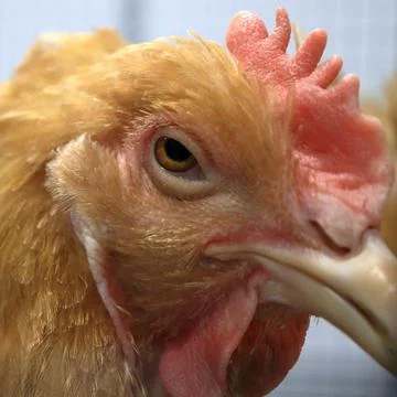 Image of a rooster in a cage. Stock Photos