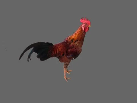 Image of a rooster with a gray background Foto stock