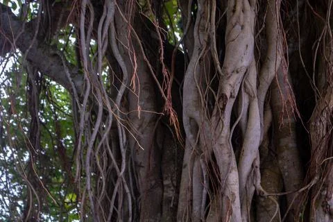 Image of the roots of a large bot tree. Pictures of wild trees. Picture of th Stock Photos