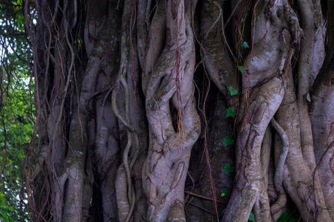 Image of the roots of a large bot tree. Pictures of wild trees. Picture of th Stockfoto's