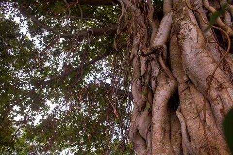 Image of the roots of a large bot tree. Pictures of wild trees. Picture of th Stock Photos
