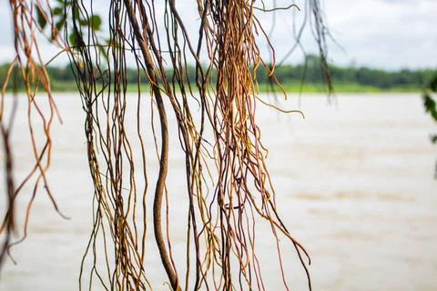 Image of the roots of a large bot tree. Pictures of wild trees. Picture of th Stock Photos