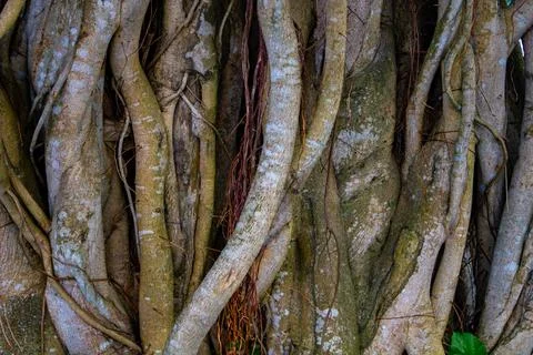 Image of the roots of a large bot tree. Pictures of wild trees. Picture of th Foto stock