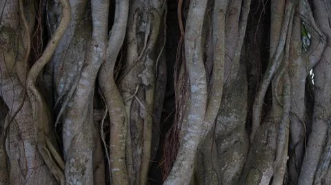 Image of the roots of a large bot tree. Pictures of wild trees. Picture of th Stock Photos
