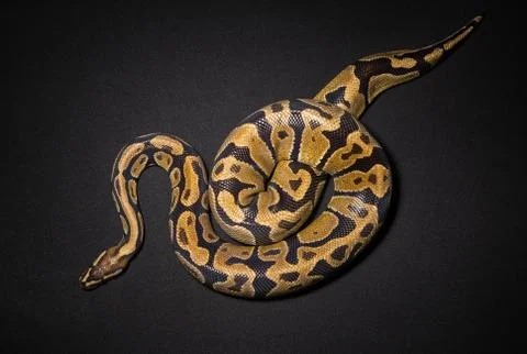 Image of royal python's noose Stock-Fotos