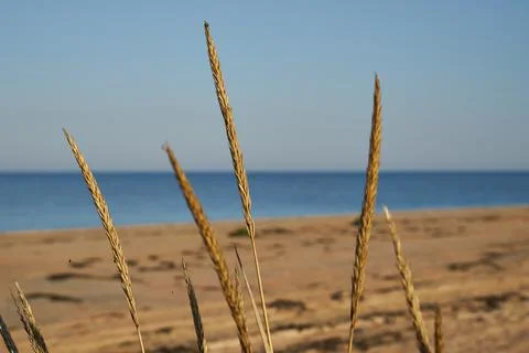 Image of a sandy beach. Stock Photos