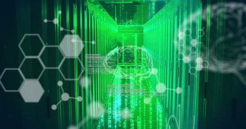 Image of scientific data processing and brains over computer servers Stock Photos