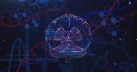 Image of scientific data processing over human brain and dna strand on dark Stock Illustration