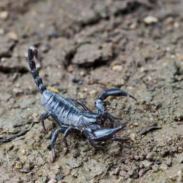 Image of scorpion on the ground. Stock Photos