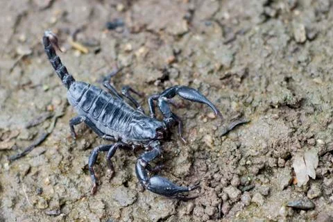Image of scorpion on the ground. Stock Photos