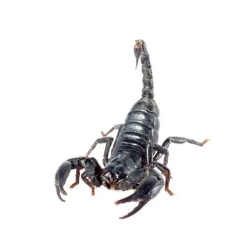 Image of scorpion on a white background. Stock Photos