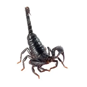 Image of scorpion on a white background. Stock Photos
