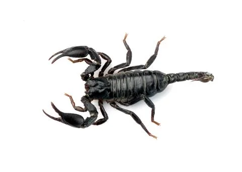 Image of scorpion on a white background. Stock Photos