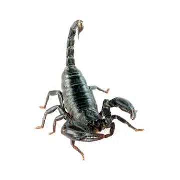 Image of scorpion on a white background. Stock Photos