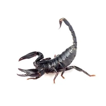 Image of scorpion on a white background. Stock Photos