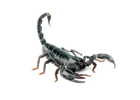Image of scorpion on a white background. Stock Photos