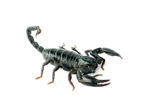 Image of scorpion on a white background. Stock Photos