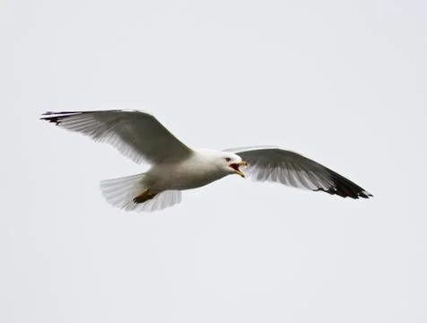 Image with a screaming gull in the sky Stock Photos