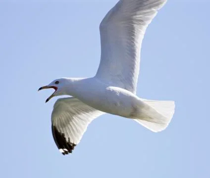 Image with a screaming gull in the sky Stock Photos