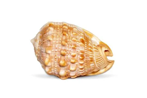 Image of sea shell orange cassis cornuta on a white background. Undersea Anim Stock Photos