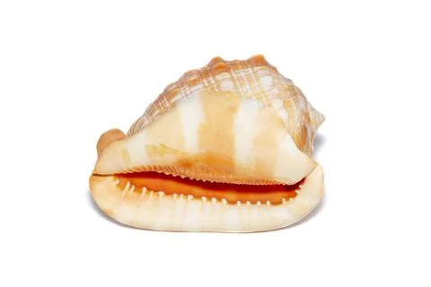 Image of sea shell orange cassis cornuta on a white background. Undersea Anim Stock Photos