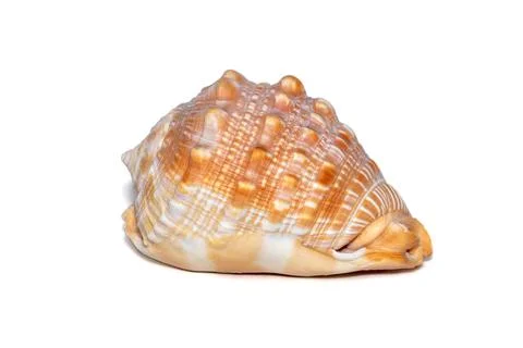 Image of sea shell orange cassis cornuta on a white background. Undersea Anim Stock Photos