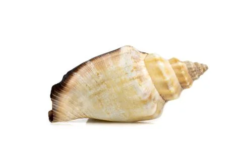 Image of sea shell strombus urceus, canarium urceus on a white background. Se Stock Photos