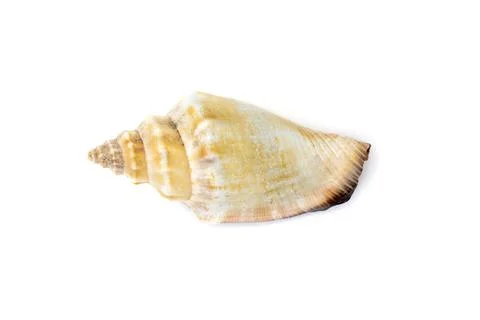 Image of sea shell strombus urceus, canarium urceus on a white background. Se Stock Photos