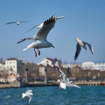 Image of seabirds. Image of seagulls. Stock Photos