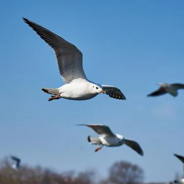 Image of seabirds. Image of seagulls. Stock Photos