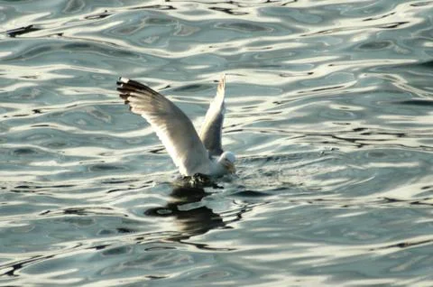 Image of a seagull in full hunt Stock Photos