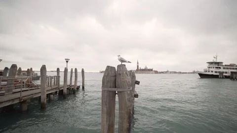 Image of seagull setting on bricola over the water, Venice, Italy. Stock Footage 107534498