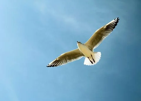An image of a seagull in the sky Stock Photos