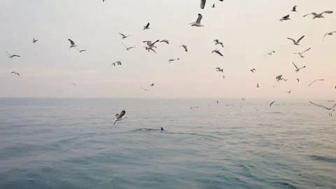 Image of seagulls flying and eating around fishing boat, Adriatic sea, Croatia. Stock Footage 149010156