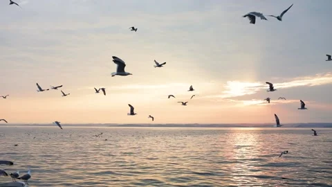 Image of seagulls flying and eating around fishing boat, Adriatic sea, Croatia. Stock Footage 149010201
