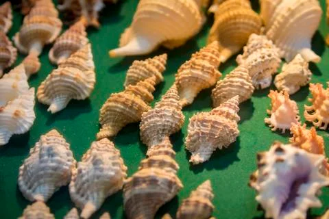 Image of Seashell collection.  Many different shells. Stock Photos