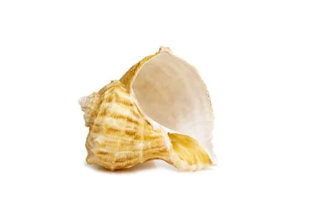 Image of seashell rapana rapiformis on a white background. Undersea Animals.  Foto stock
