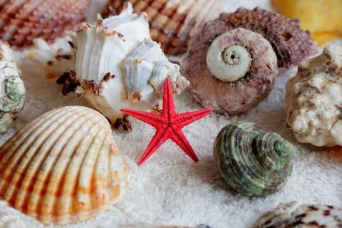 Image of seashells and starfish Foto stock